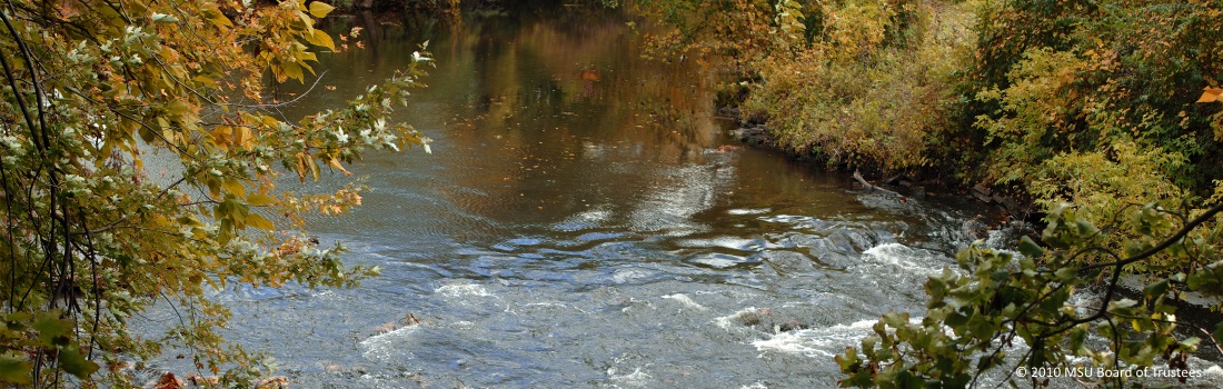 Michigan State Campus Stream